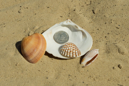 twenty-five cents lie on the shell