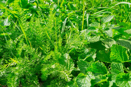 Background of green grassesの写真素材