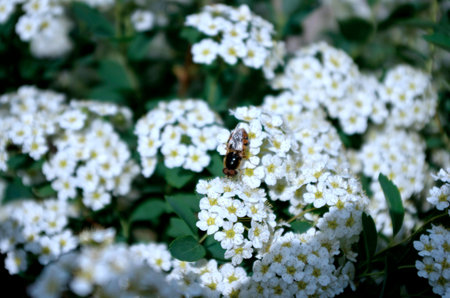 Bee on a flower ornamental shrubs spiraea