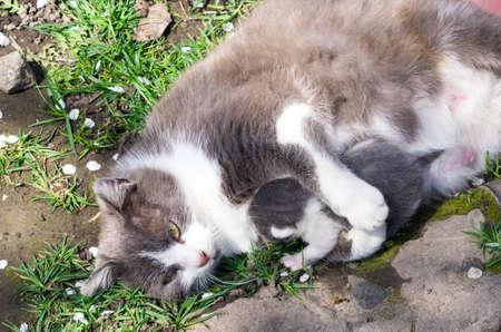 Mother cat hugs kitten paws lying on the grassの写真素材