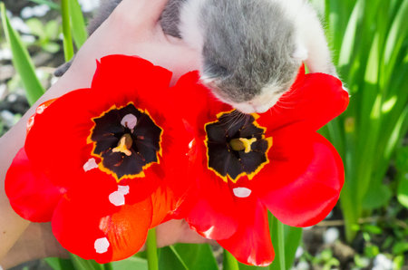 Kitten in poppies on a background of green grassの写真素材