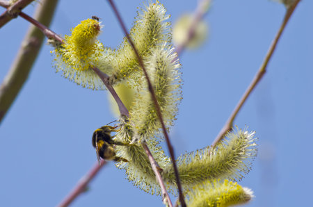 A sprig of willow with catkins and bee on the background of sky