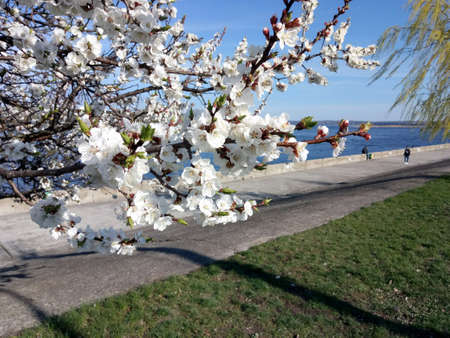 Flowering branches of apricot tree on background of riverの素材