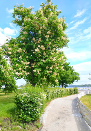 Beautiful blooming chestnut tree on a sunny summer day.の写真素材