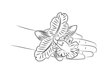 Beautiful female hands with orchid flower close-up. Hand touches delicate orchid. Tropical plant in hands, nature background. Ecology concept. spring fresh feeling. Editable linear sketchのイラスト素材