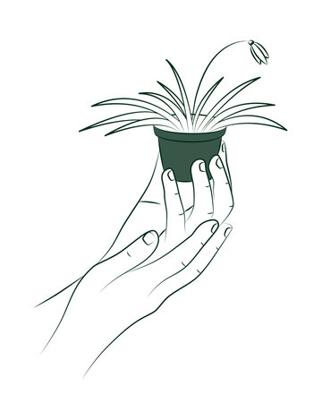 Female hand holds flower pot with small houseplant or seedlings. Care for indoor flowers. Creation of cosiness in house. Women's hobby of growing indoor plantsのイラスト素材