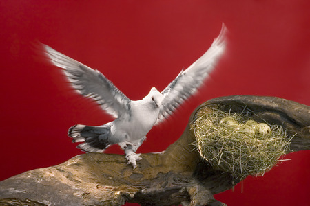 white dove with outstretched wingsの写真素材