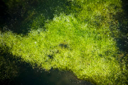 green foamの写真素材