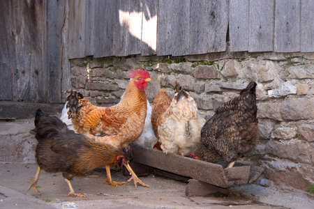 hens and rooster in a farmyardの写真素材