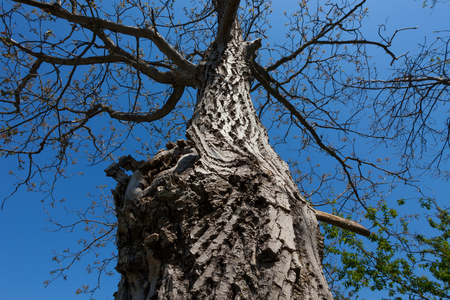 a big old tree with hole under blue skyの写真素材