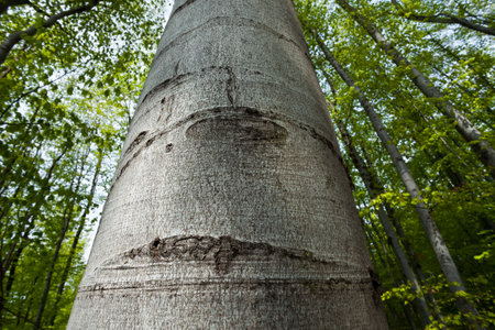 a big tree looking upwardsの写真素材