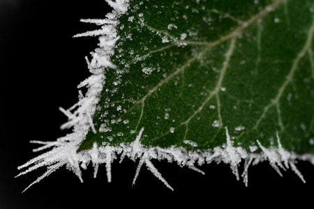 abstract background from a leaf covered with hoarfrostの写真素材