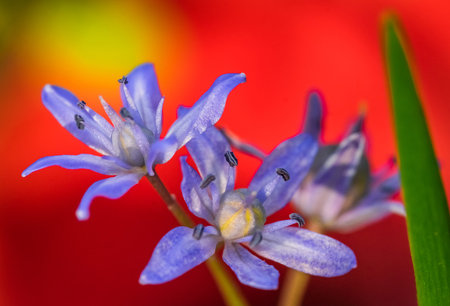 Beautiful Spring Scilla bifolia over abstract background. Close up