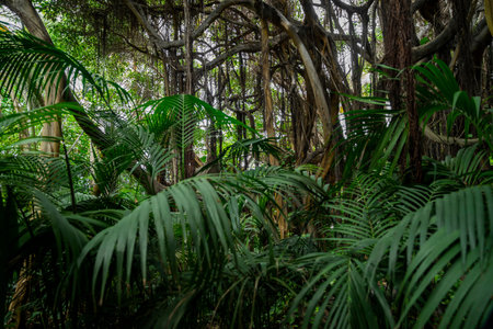 wild tropical vegetation with natural plants and greenery