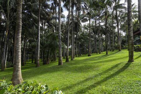 wild tropical vegetation with natural plants and greeneryの写真素材