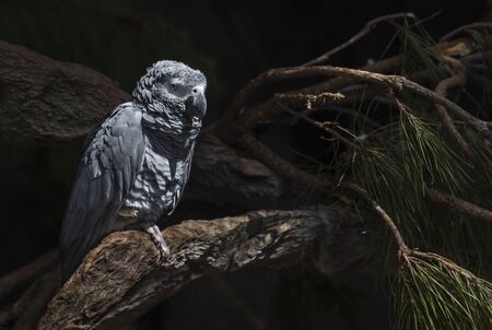 Beautiful big grey parrot stay on the treeの写真素材