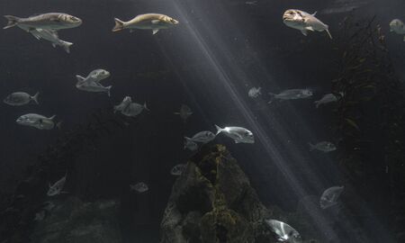 Beautiful small fishes in the water around sun lightの写真素材