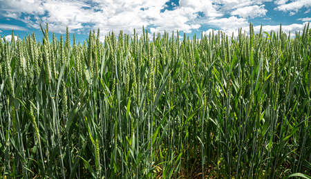 Wheat field; food; harvest; plant; grain; products; soil; nutrition; vegetation; Agriculture; agriculture; sowing; plowing; agricultural; crops; not ripe; green; greenery; growth; panorama; nature; locality; field; meadow; background; organic; healthy; naturally; vegan; bread;の写真素材