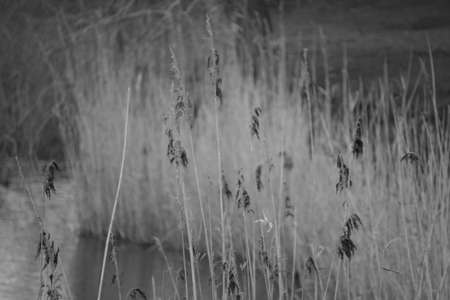 straw meadowの写真素材