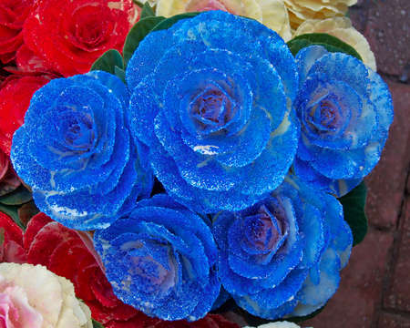 painted cauliflowers, floral backgroundの写真素材