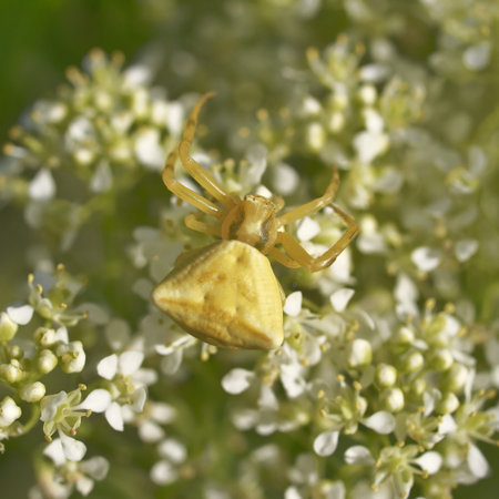 yellow spider closeup, focus on headの写真素材