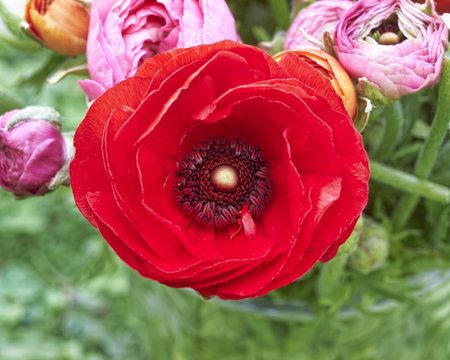 one  red buttercup, floral background