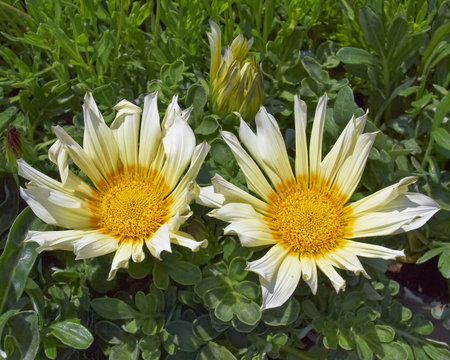 two beige gazanias,  floral backgroundの写真素材