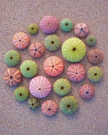 variety of colorful sea urchins on the beachの写真素材