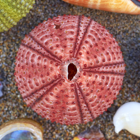 colorful sea urchin on the beach