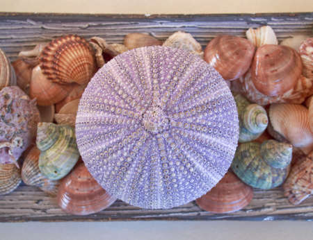 variety of sea urchins and shells on sepia sketch paperの写真素材