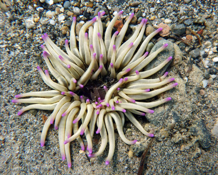 Pale white and purple sea anemone