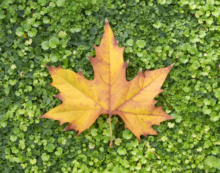 autumn maple leaf on green grassの写真素材