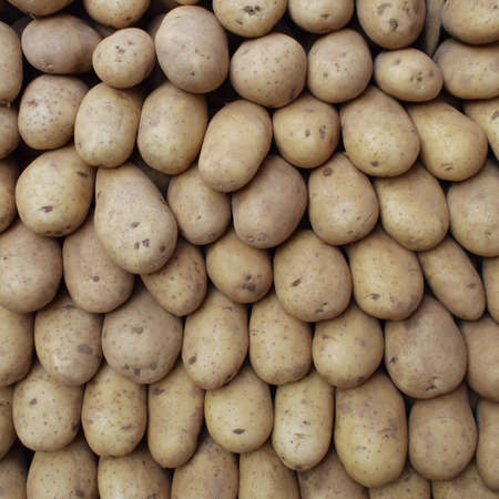 potatoes pile closeup, backgroundの写真素材