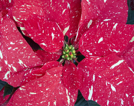 Chrismas Star flower closeup, backgroundの写真素材