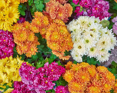 colorful chrysanthemums floral  backgroundの写真素材