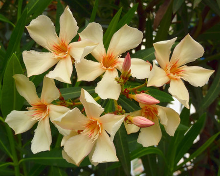 oleander bouquet closeup, floral background