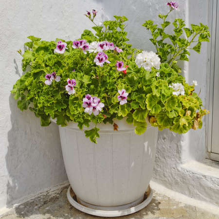 flowerpot closeupの写真素材