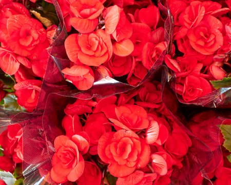 red begonias flowers, natural backgroundの写真素材