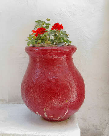 Geranium flowers in old red flowerpotの写真素材