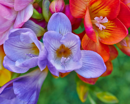colorful freesias closeup, floral background