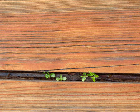 A background of woodの写真素材