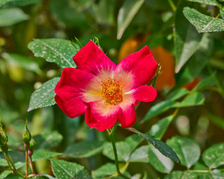 red yellow wild rose close-upの写真素材