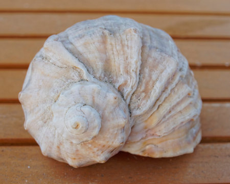 sea shell  closeup