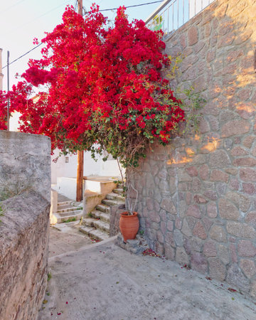 red bougainvillea in mediterranean village streetの写真素材