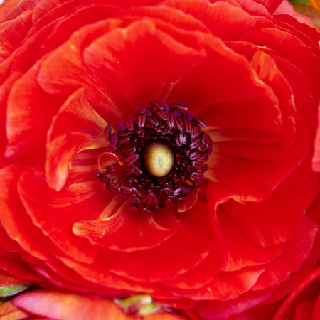 red buttercup flower closeup