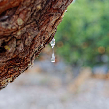 natural mastic drop close upの写真素材