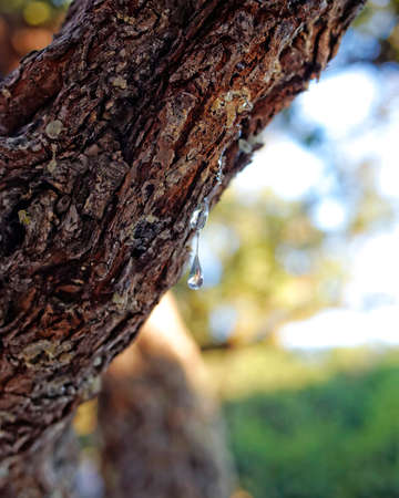 natural mastic drop close upの写真素材