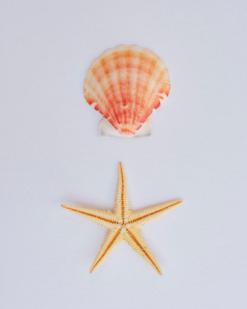 starfish and seashell on white の写真素材