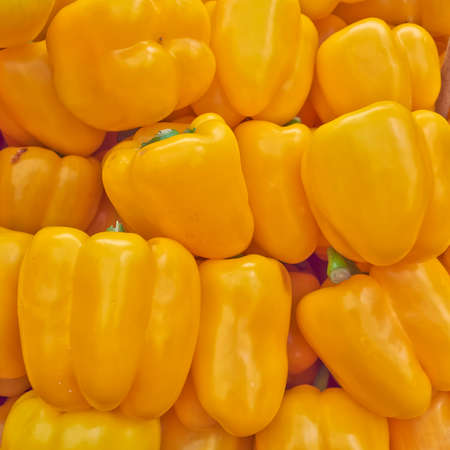 colorful yellow bell peppers for sale, natural backgroundの写真素材
