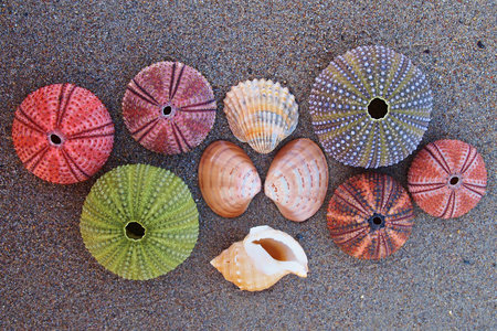 variety of colorful seaurchins and shells on wet sand beach